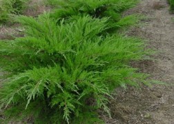 Juniperus chinensis Mint Julep / Kínai boróka Mint Julep